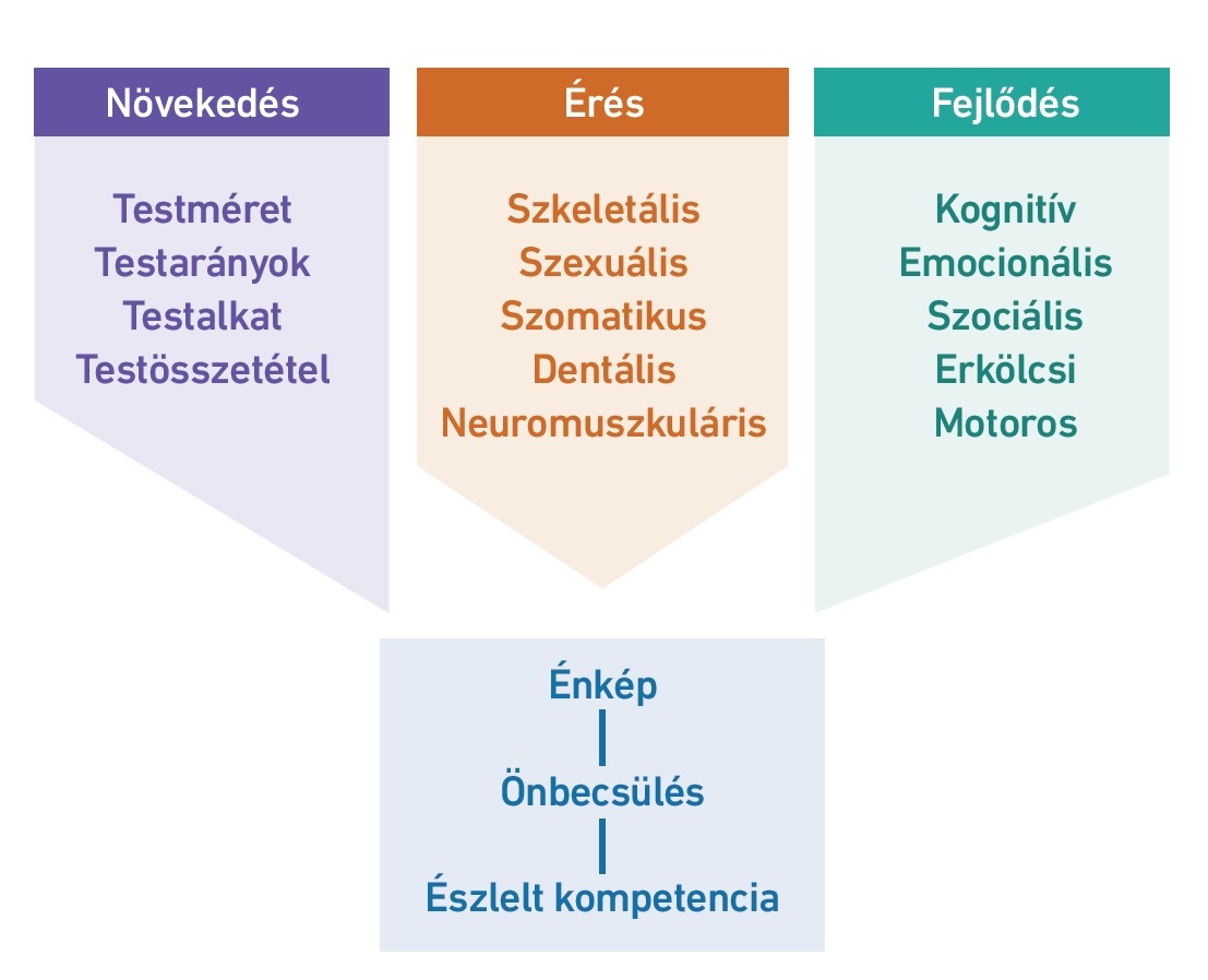 14. ábra: A növekedés, fejlődés és érés kölcsön-hatása (Malina és mtsai., 2004, 7. o. alapján)