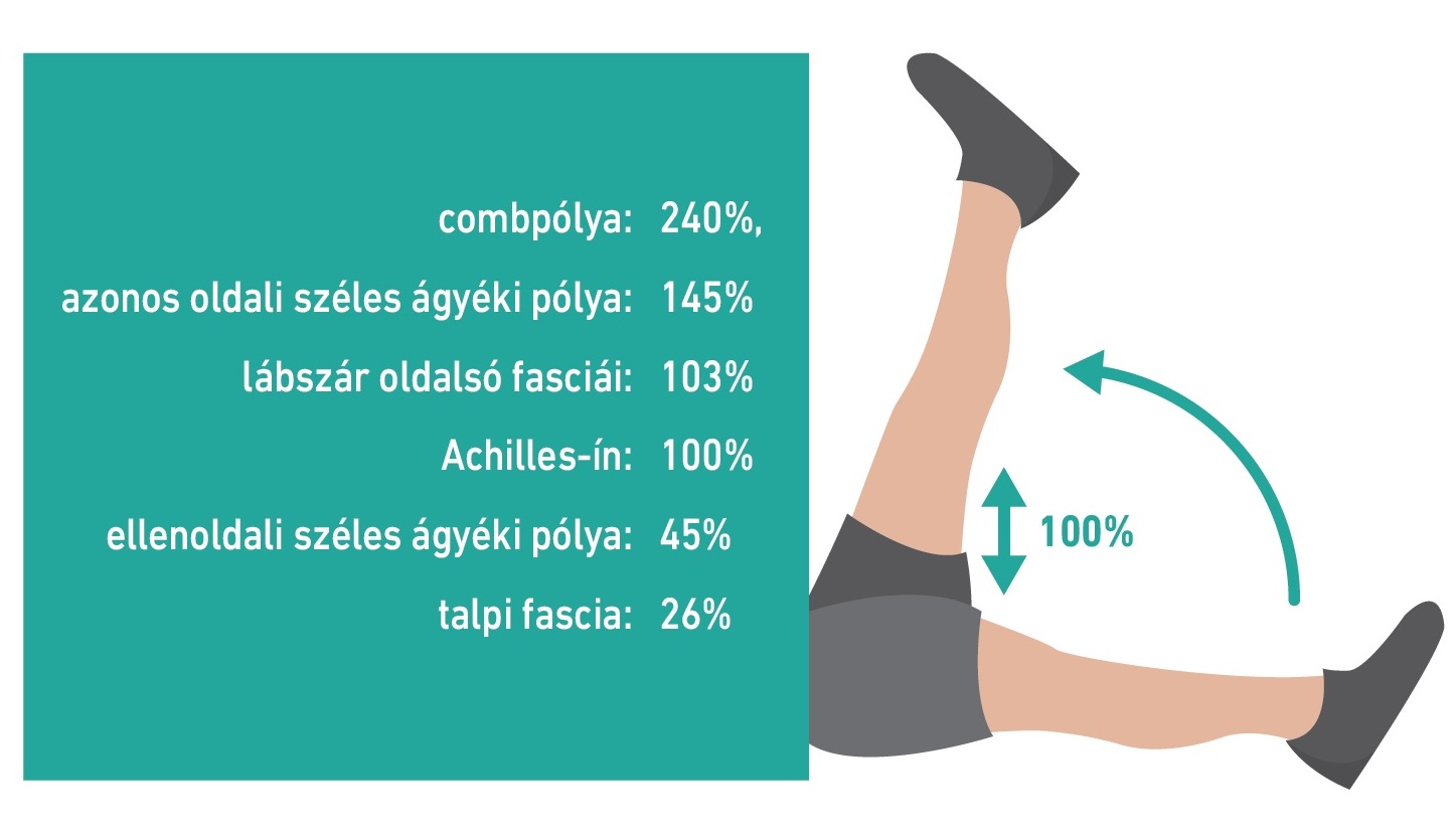 50. ábra: Az alsó végtag nyújthatóságát befolyásoló szövetek (Frankly-Miller és mtsai., 2009 alapján)