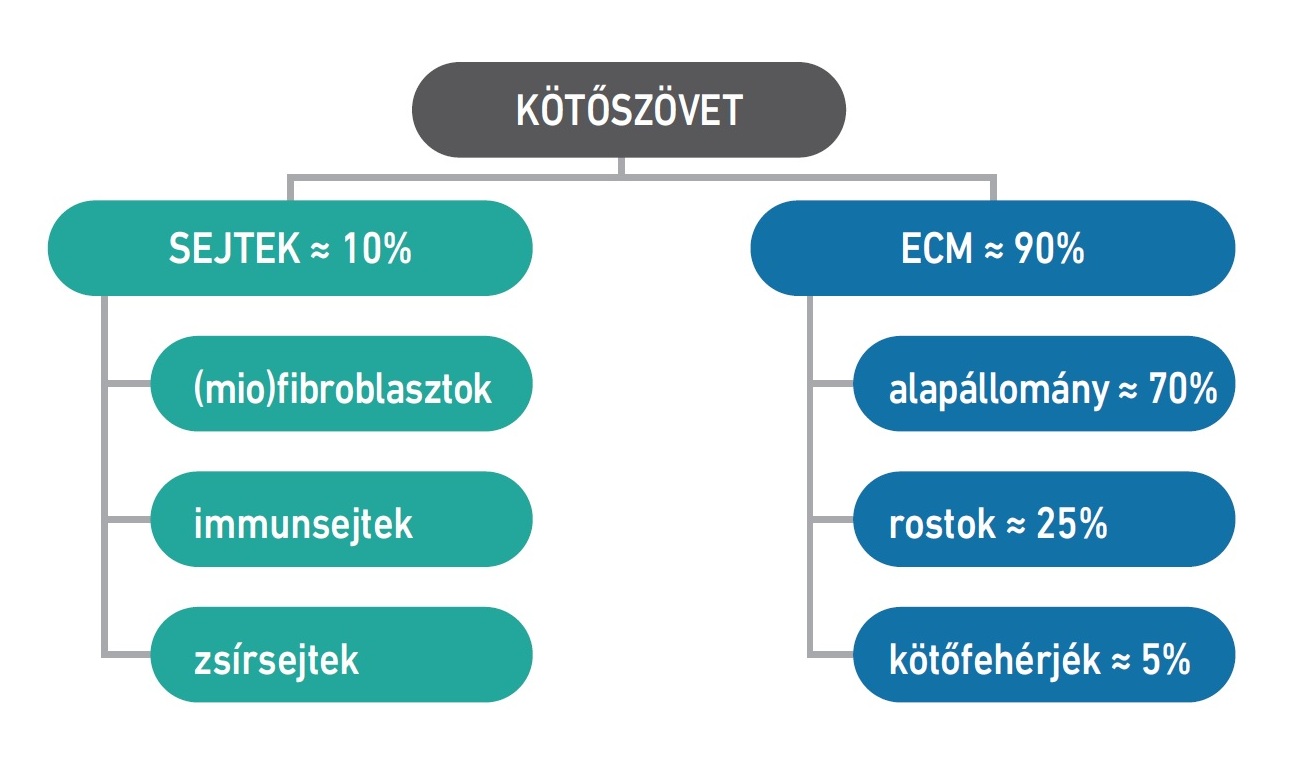 51. ábra: A kötőszövet alkotóelemei