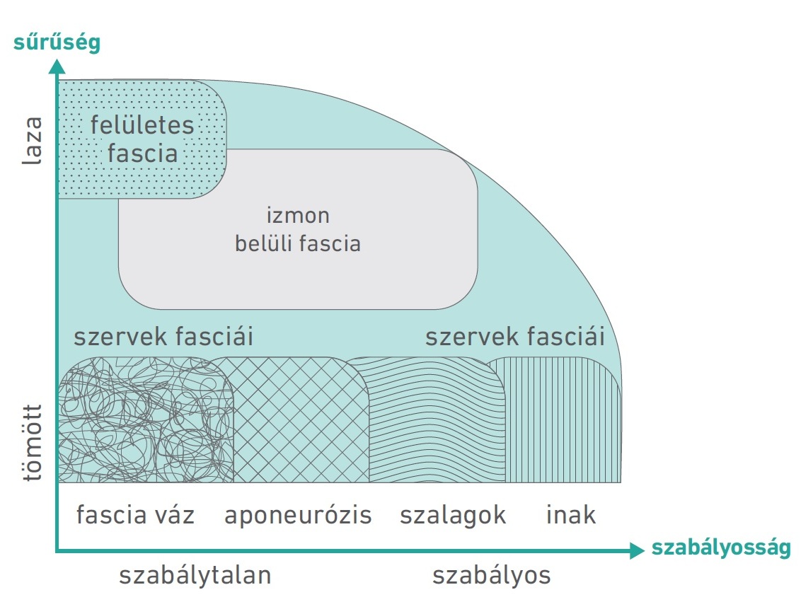 53. ábra: A fasciák eltérő struktúrája (Schleip és Müller, 2013 alapján)